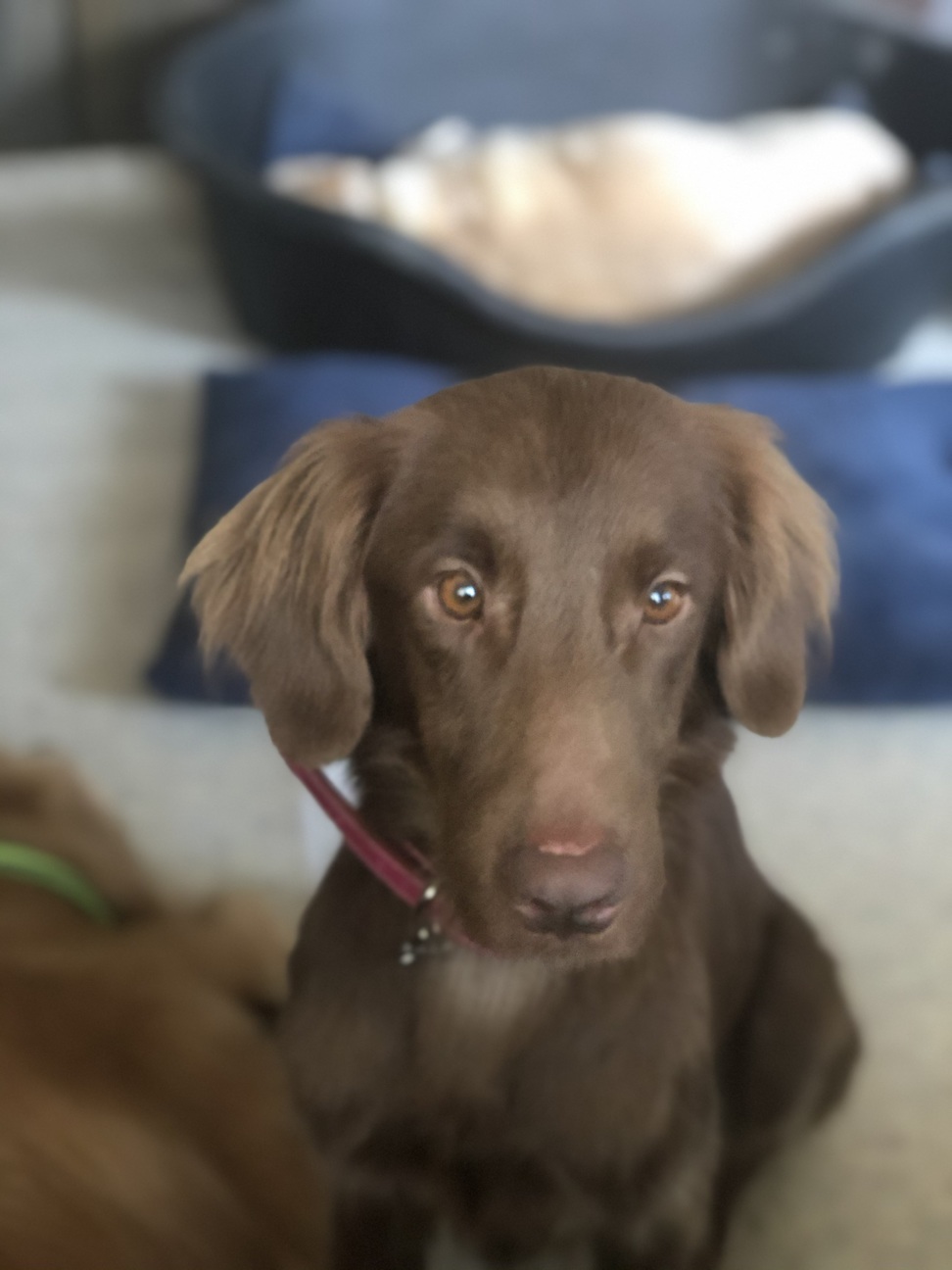 くわい（フラットMIX・」神奈川県 - 犬の里親募集(296860