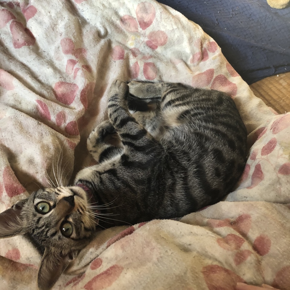 ルナ☪月那のカバー写真