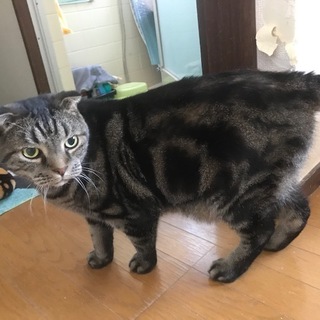 アメリカンショートヘアーの甘えん坊マイケルくん