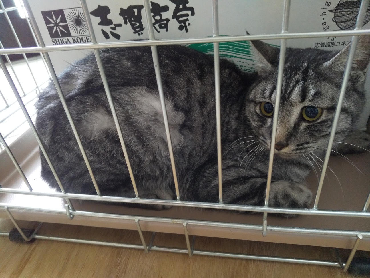 すずくん(dot's) サムネイル2