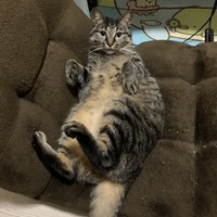 もずく