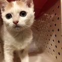 可愛いミケの子猫