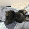 もずくぽん