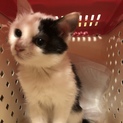 可愛い子猫男の仔