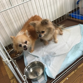 栞(しおり)ちゃん・里親様決定(^O^)