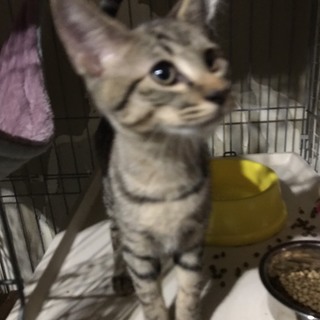 元気いっぱいキジ福ちゃん