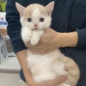 スコティッシュ立ち耳オッドアイの仔猫