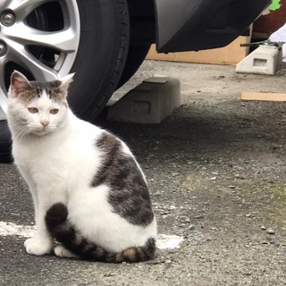 1人ぼっち、周りの猫にも虐められてました