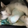 1人ぼっち、周りの猫にも虐められてました サムネイル7