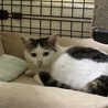 1人ぼっち、周りの猫にも虐められてました サムネイル2