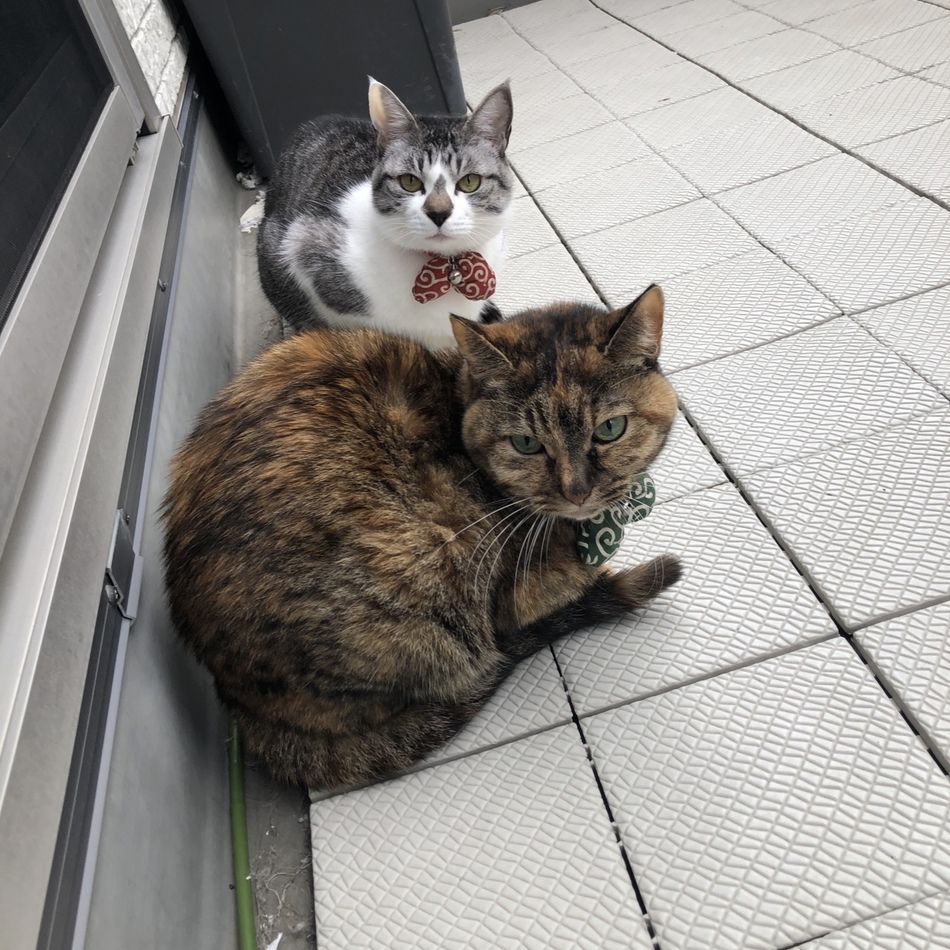 ゆずのカバー写真