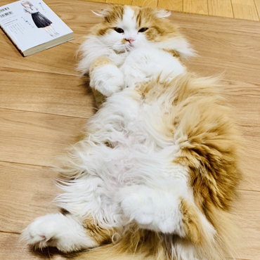 の写真