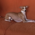 急募！犬同士の不仲につき
