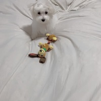 しろ