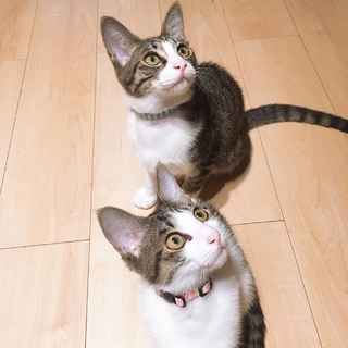 にこ♀わく♂仲良し双子をお願いいたします♡