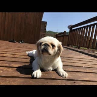 ペキニーズの女の子こむぎちゃん！里親募集。