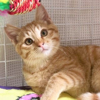 性格バツグン茶トラのラスクくん✨5匹チームです。