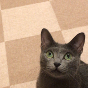 アナスタシアの写真