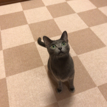 アナスタシアの写真