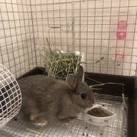 グリ