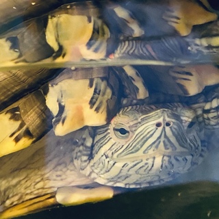 ミドリガメの男の子！三匹共に譲渡出来る方のみ