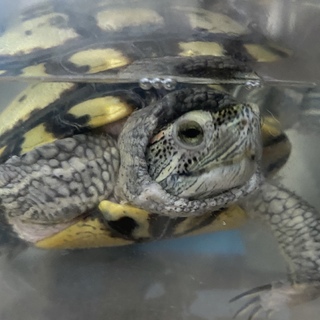 元気いっぱいなミドリガメ！三匹共に譲渡出来る方のみ