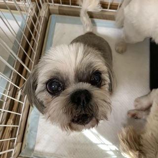 シーズー女の子りんちゃん！里親募集。