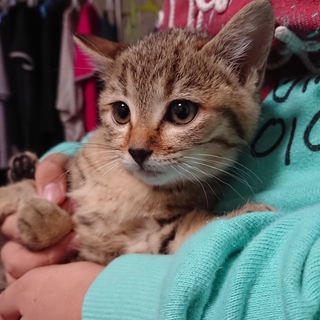 キジトラ１匹(=ﾟωﾟ=)メス