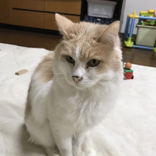 かわいい男の子です。