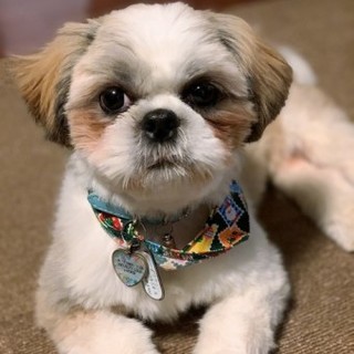 シーズーのブラウニーくん