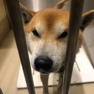 【緊急 時間がありません】与北＊迷子の柴風