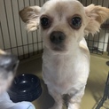 抱っこされるのが大好きな甘えん坊のmix犬クッキー
