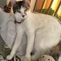 Kuu
