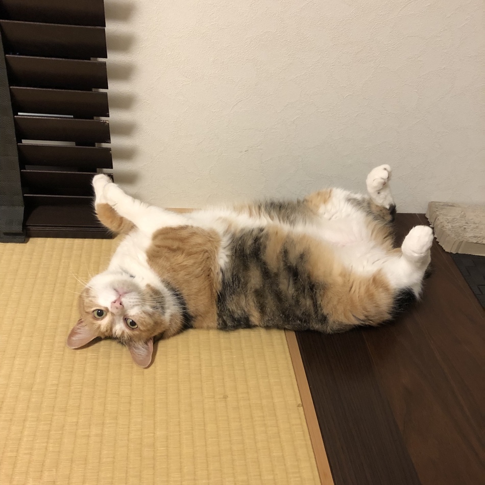 さくらのカバー写真