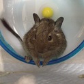 デグーの里親さんを募集しています！