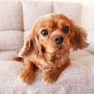 可愛くて人懐こい女の子♡クミンちゃん