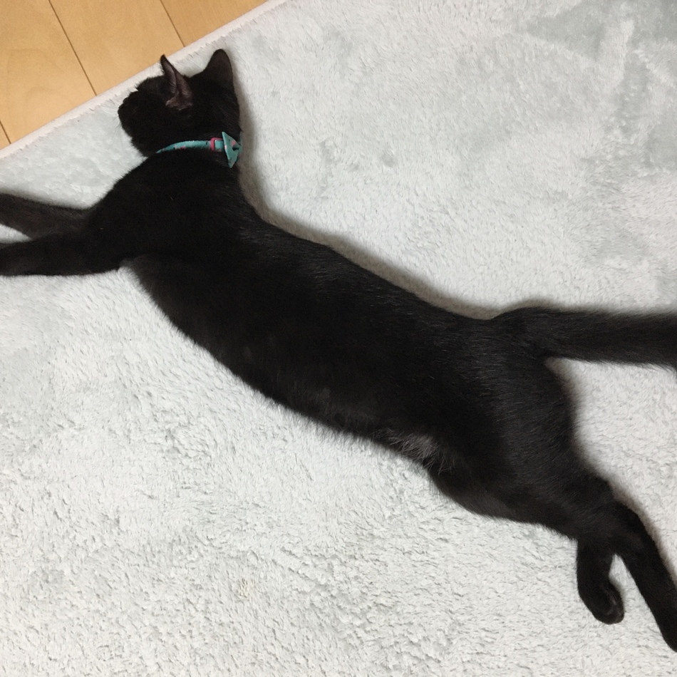 心優(しゅう)のカバー写真