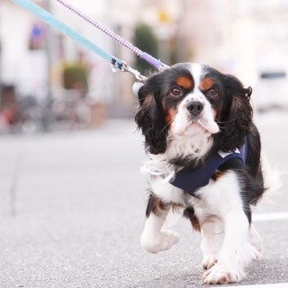 お散歩上手♪控えめで優しいオレオくん