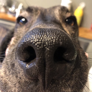 素直なプロットハウンドの男の子、ライムです☆