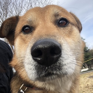 健気で凛々しい雑種犬の男の子(^.^)ダッキ―君