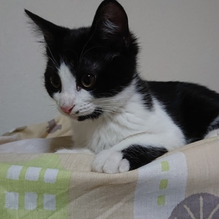 人慣れ抜群！「オセロ」