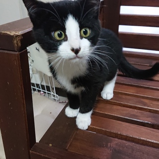 かわいいハチワレ「もこ」