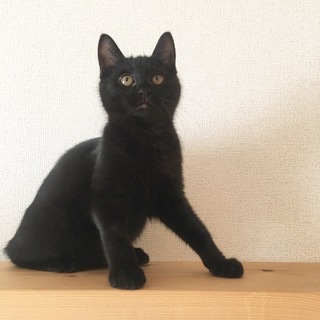 去勢手術後に再掲載予定です☆