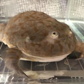 バジェットガエル