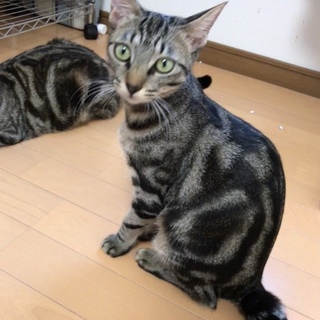ゴージャスな色味のアメショ柄が魅力