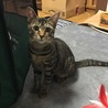 トラさんです。よろしくです。