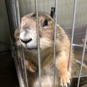 オオグロプレーリードッグ　♂