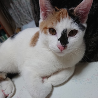 お鼻の黒いのがチャーミング