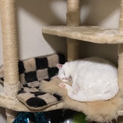 「明けましておめでとうございます」サムネイル2