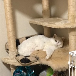 「明けましておめでとうございます」サムネイル3